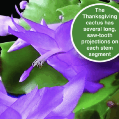 A purple cactus plant with swaths and teeth.