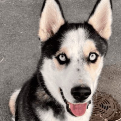 A black and white photo of a husky dog, pet rescue.