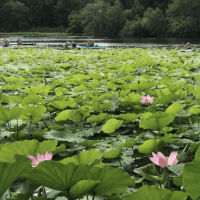 Meshanticut Lake is a picturesque body of water adorned with an abundance of pink lotus leaves.