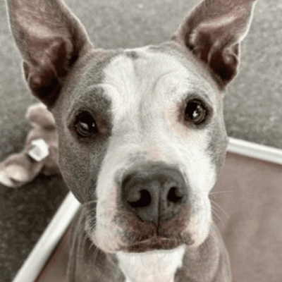 A black and white photo of a pit bull terrier, a pet.