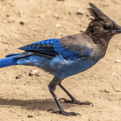 A bluebird standing on the ground.