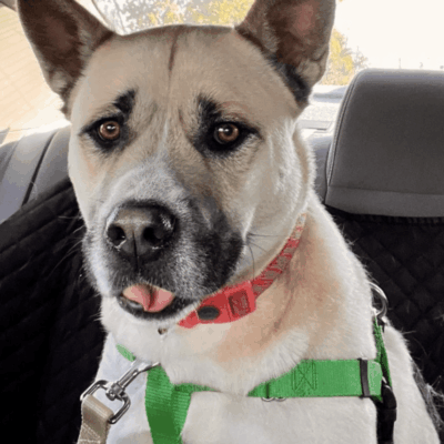 A dog, possibly a rescue from pet adoption, sitting in the back seat of a car.
