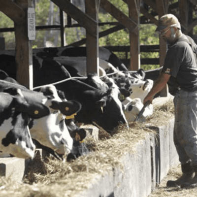 A man feeding cows at Wright's Dairy Farm.