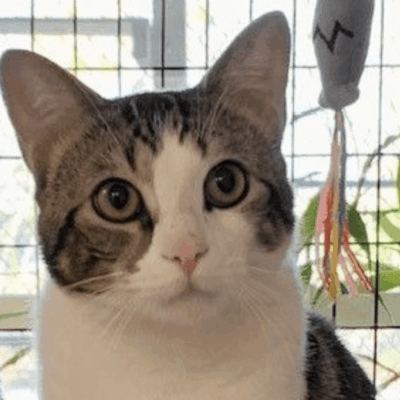 A pet rescue cat sitting in front of a cage with toys.