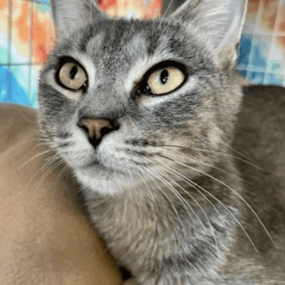 A gray cat laying on a blanket in a kennel, available for cat adoption.