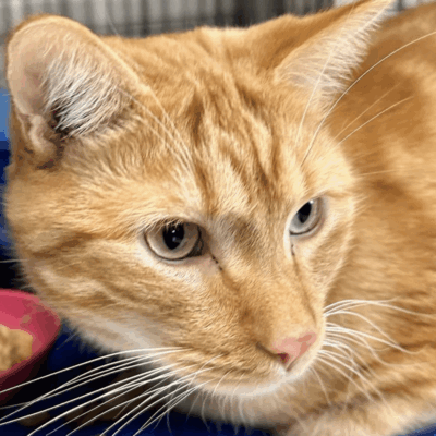 A pets orange tabby cat laying on a pets blue blanket.