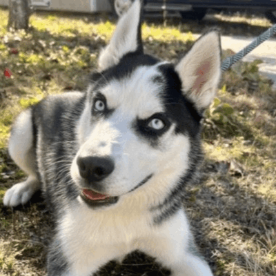 A black and white husky dog laying on the ground, available for adoption.