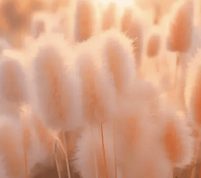 A field of peach fuzz grass with the sun shining on it.