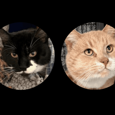 Two black and white cats in a pet adoption circle.