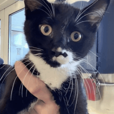 A person is holding a black and white kitten, possibly considering pet adoption.