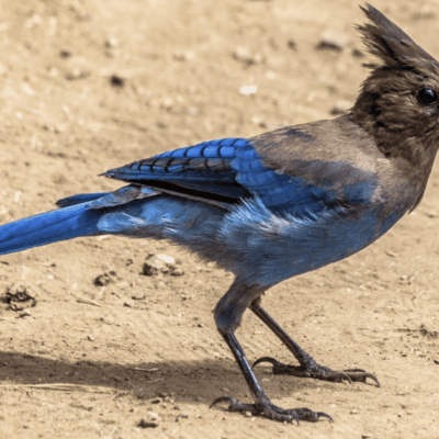 A blue bird standing on a dirt path.