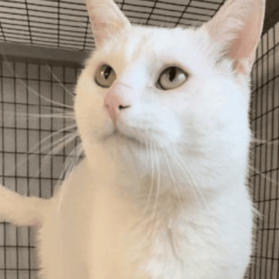 A white cat standing in a cage with green eyes.