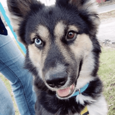 A black and brown dog with blue eyes on a leash, available for pet adoption.