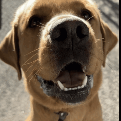 A photo of a dog up for pet adoption with his mouth open.