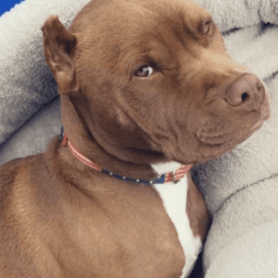 A brown and white dog, up for adoption, laying on a blanket.