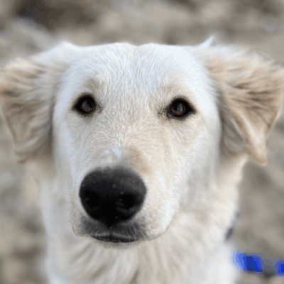 A white dog with a blue collar looking at the camera, ready for pet adoption.