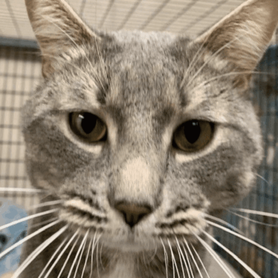 A gray cat, named pet of the week, is staring at the camera in a cage.