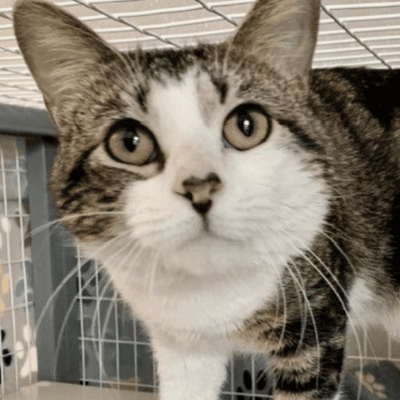 A tabby cat standing on top of a cage.