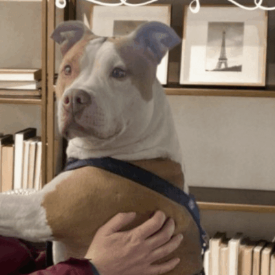 Friendly pit bull dog being hugged.