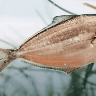 Here's a short alt tag for the image: >Silverfish swimming underwater.