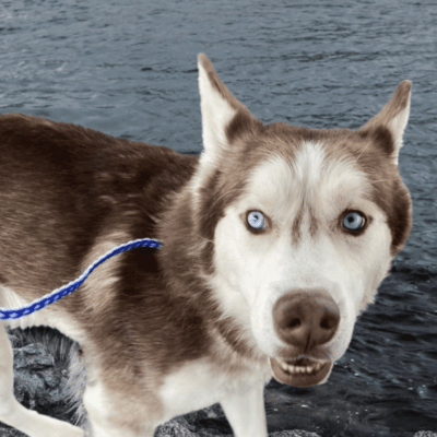 Brown and white husky by the water.