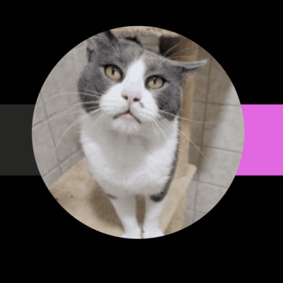 Grey and white cat looking up.