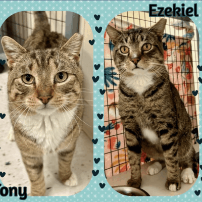 Two tabby cats, Tony and Ezekiel.