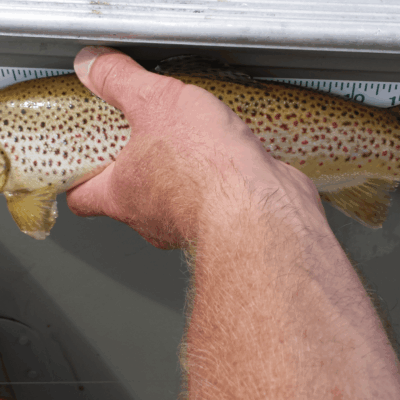Brown trout being measured against ruler.