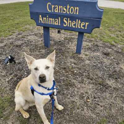 Dog at Cranston Animal Shelter.