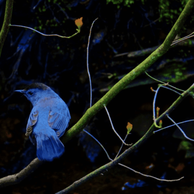 Blue bird perched on a branch.