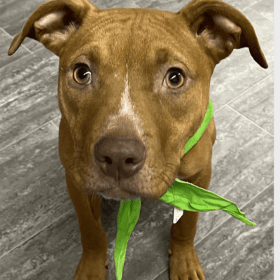 Cute brown pit bull puppy with green bandana.