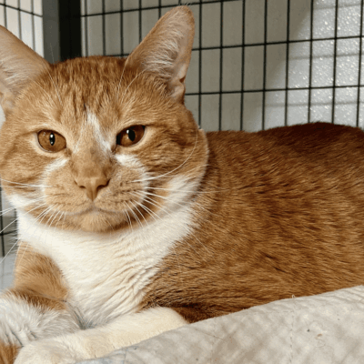 Orange and white tabby cat in cage.