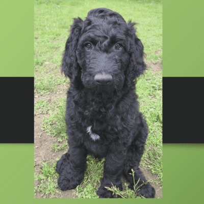 Cute black Goldendoodle puppy sitting.
