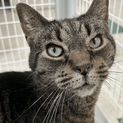 Grey tabby cat with green eyes.