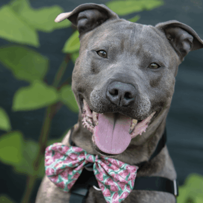 Smiling grey pit bull wearing a bow tie.