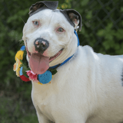 Happy Pit Bull wearing flower collar.