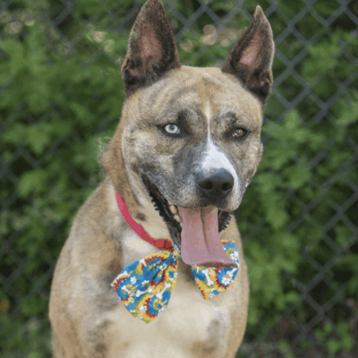 Heterochromia dog wearing a bow tie.