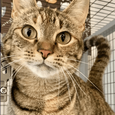 Tabby cat looking at camera in cage.