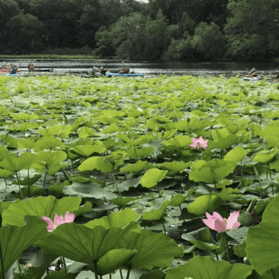 Kayakers on a lotus-filled lake.