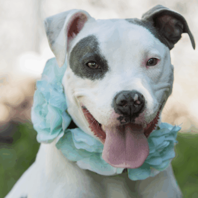 Smiling pit bull wearing a flower collar.