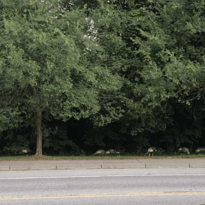 Wild turkeys crossing a road.