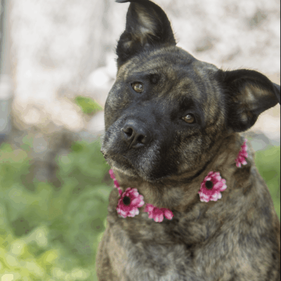 Brindle dog wearing pink flower collar.
