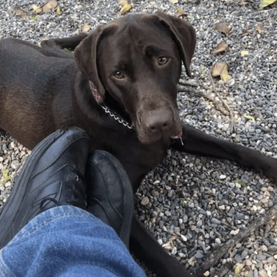 A black dog lying on gravel near a person's feet.