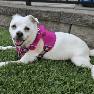 cranston animal shelter dog