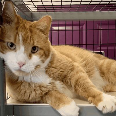 Orange and white cat in a cage.