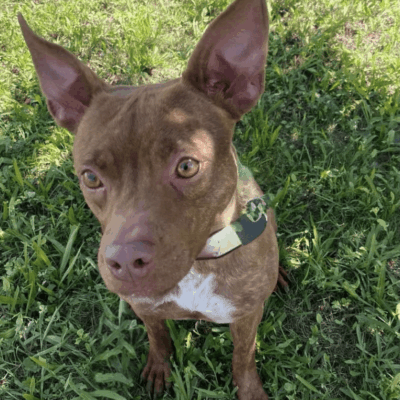 Brown pit bull mix sitting in grass.