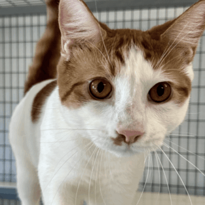 Here's an alt tag for the image: Cute orange and white cat in cage.