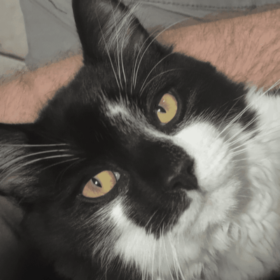 Black and white cat resting on lap.