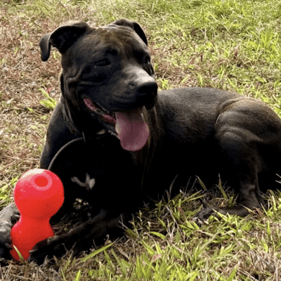 Black dog playing with red toy.