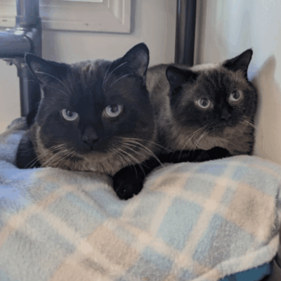 Two adorable cats cuddling on blanket.